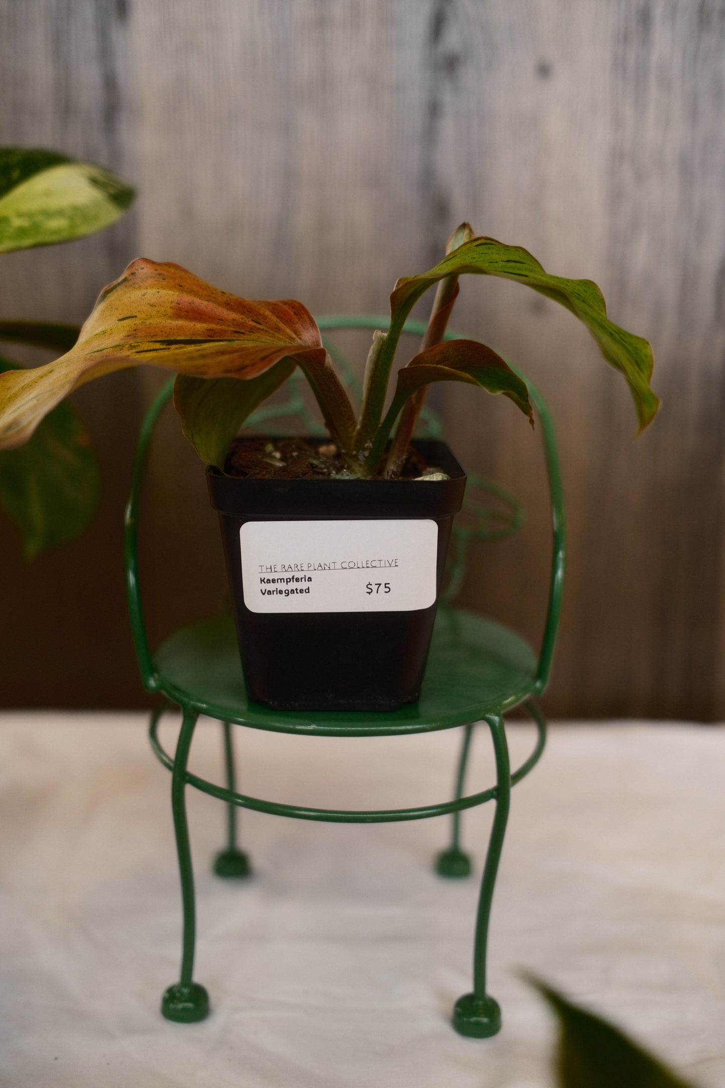 Kaempferia Variegated