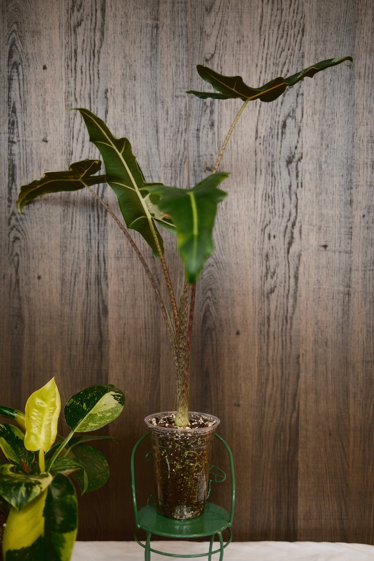 Alocasia Sarian Albo (Corm Grown)