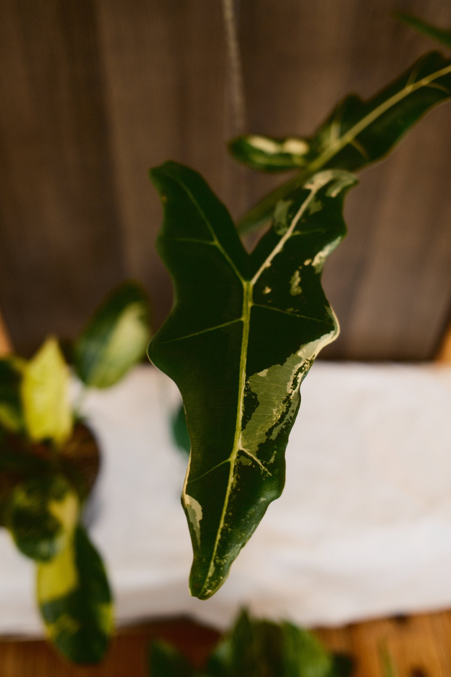 Alocasia Sarian Albo (Corm Grown)