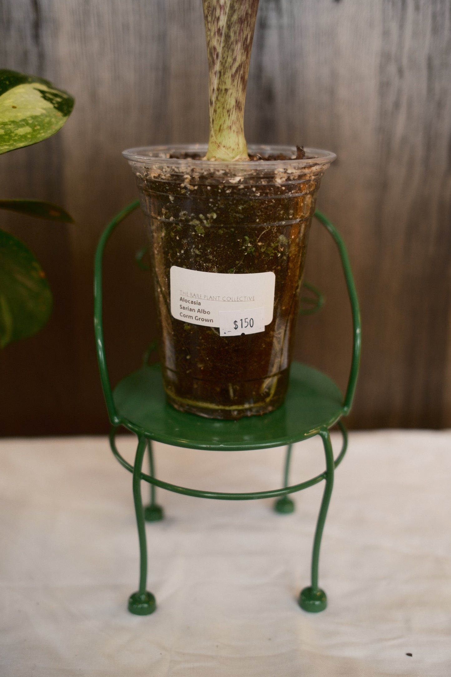 Alocasia Sarian Albo (Corm Grown)