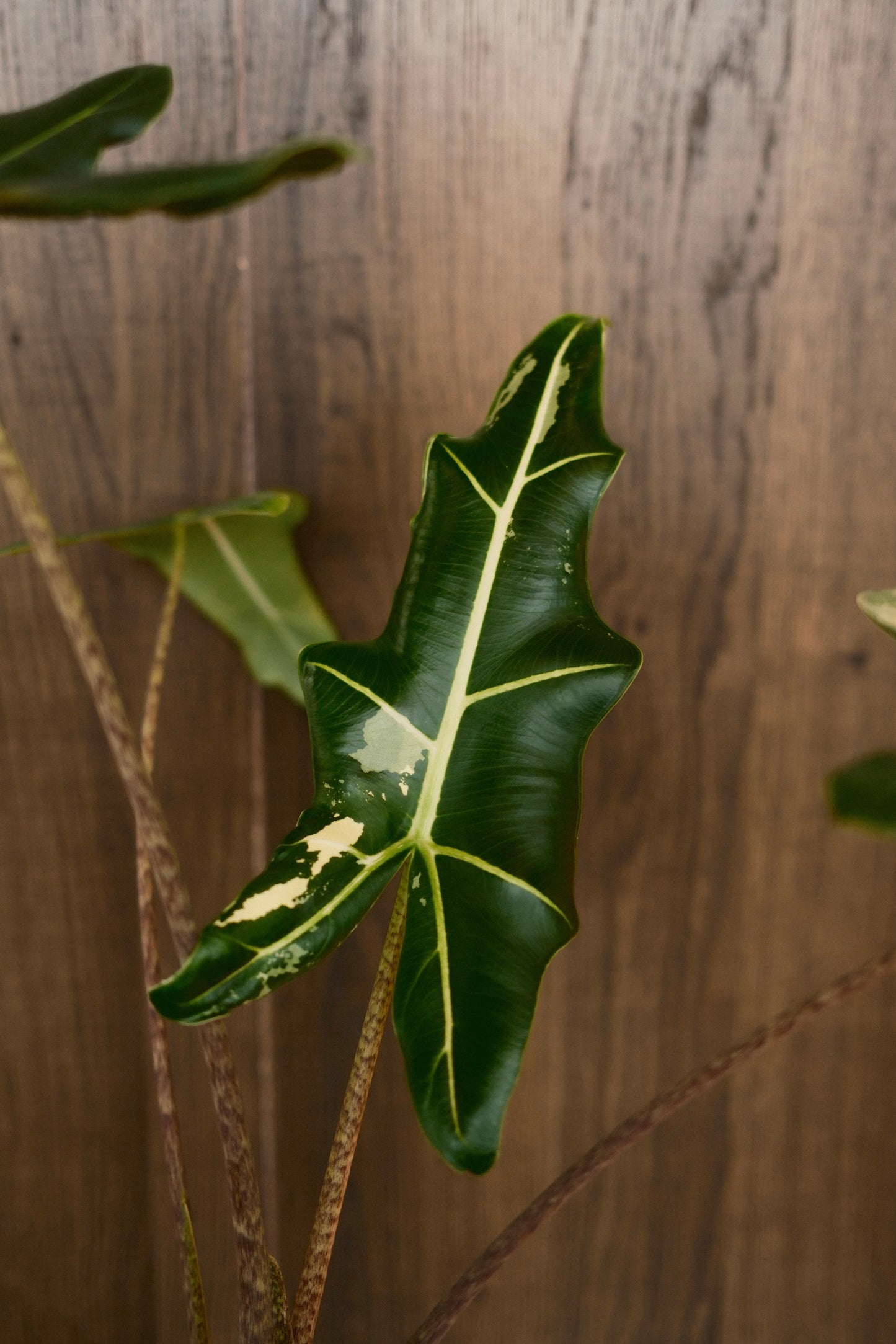 Alocasia Sarian Albo (Corm Grown)