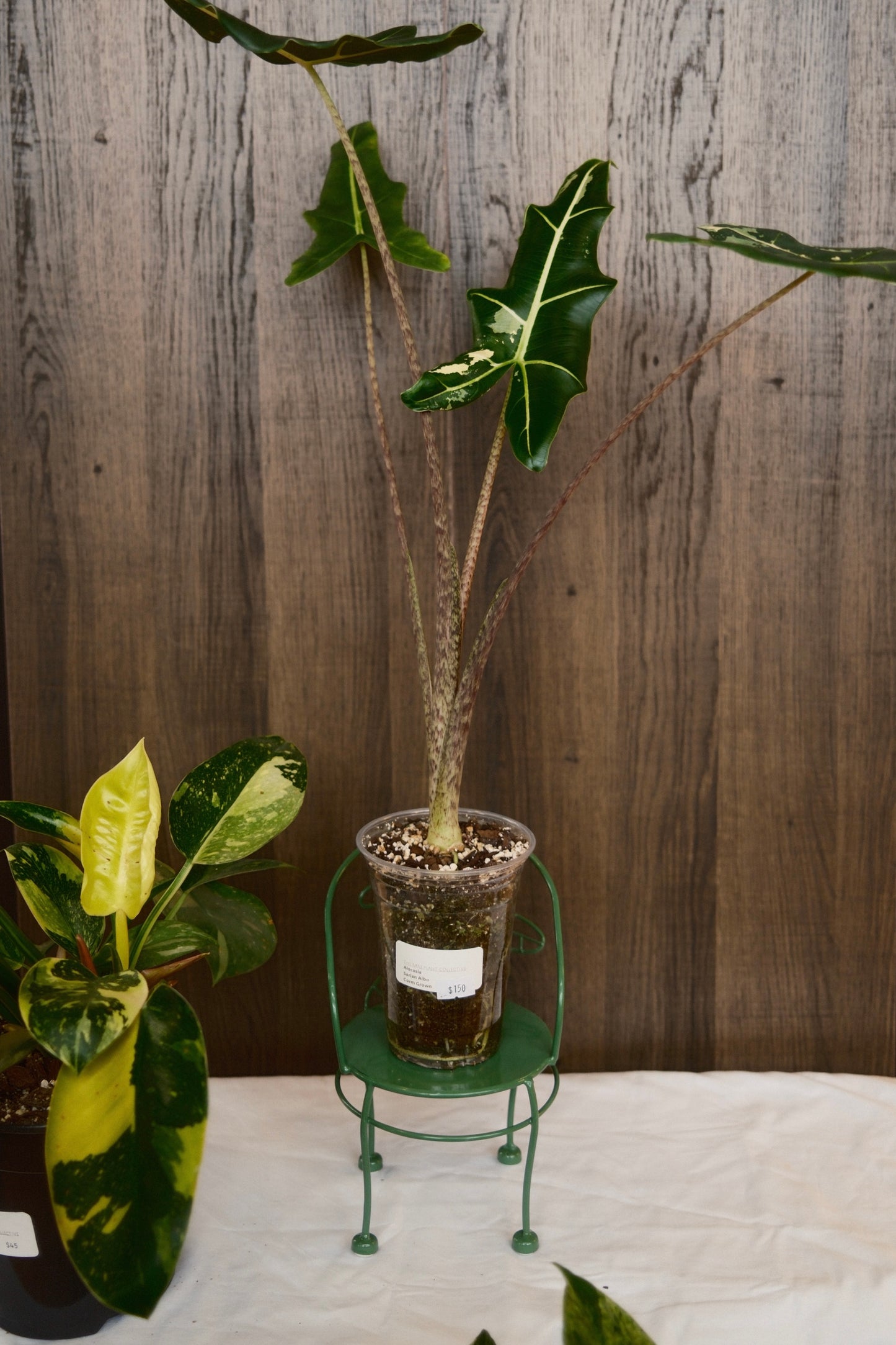 Alocasia Sarian Albo (Corm Grown)