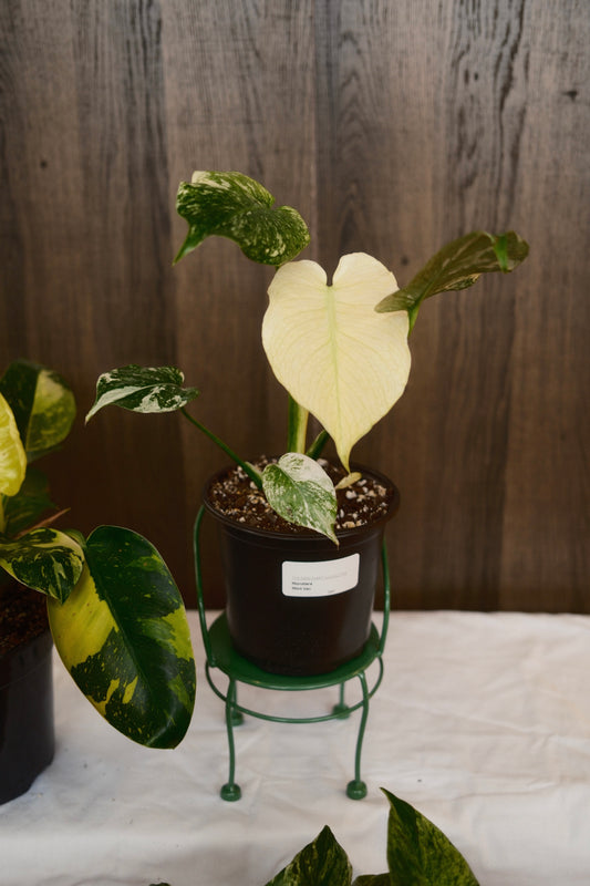 Monstera Mint Variegated