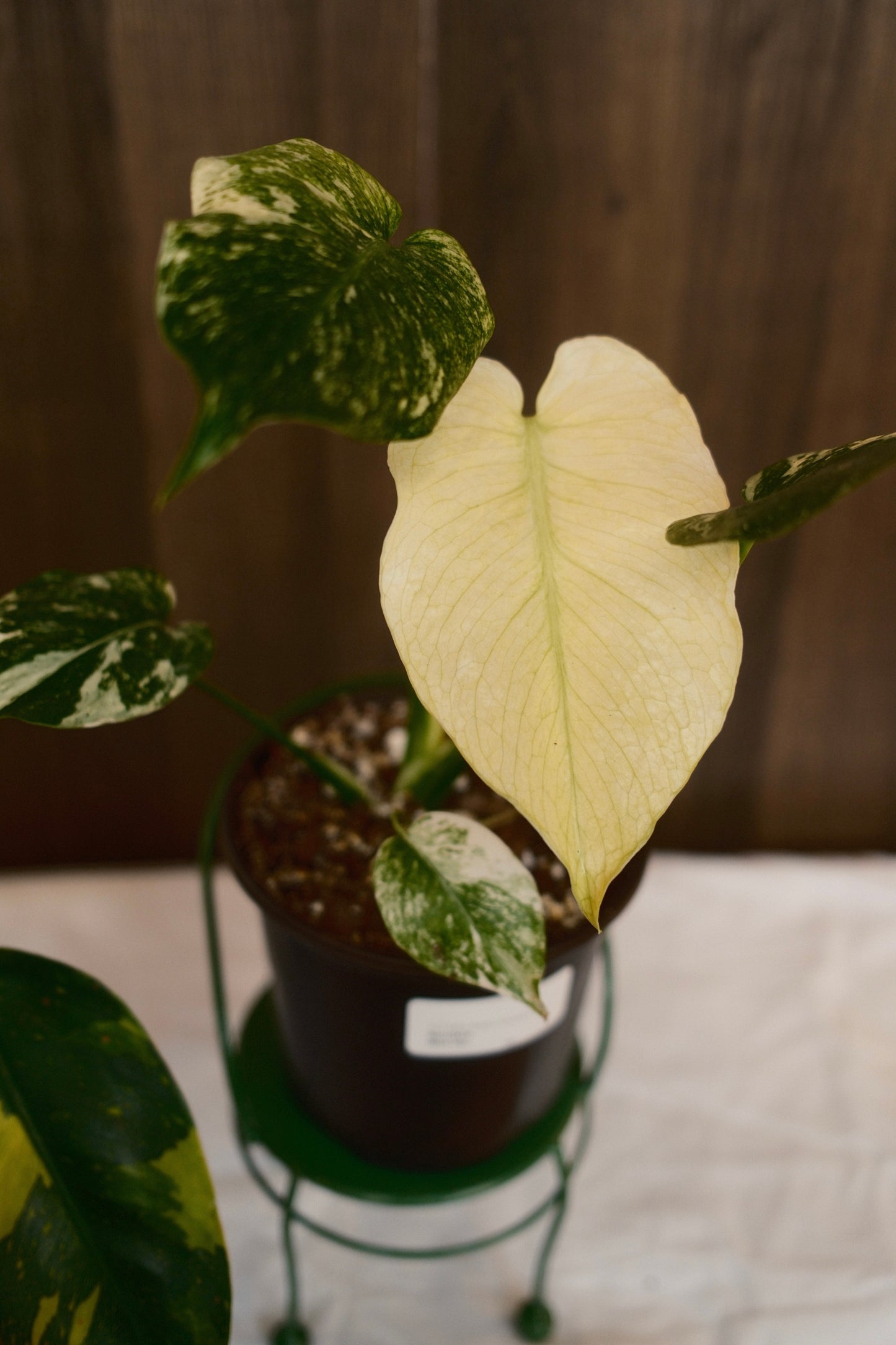 Monstera Mint Variegated