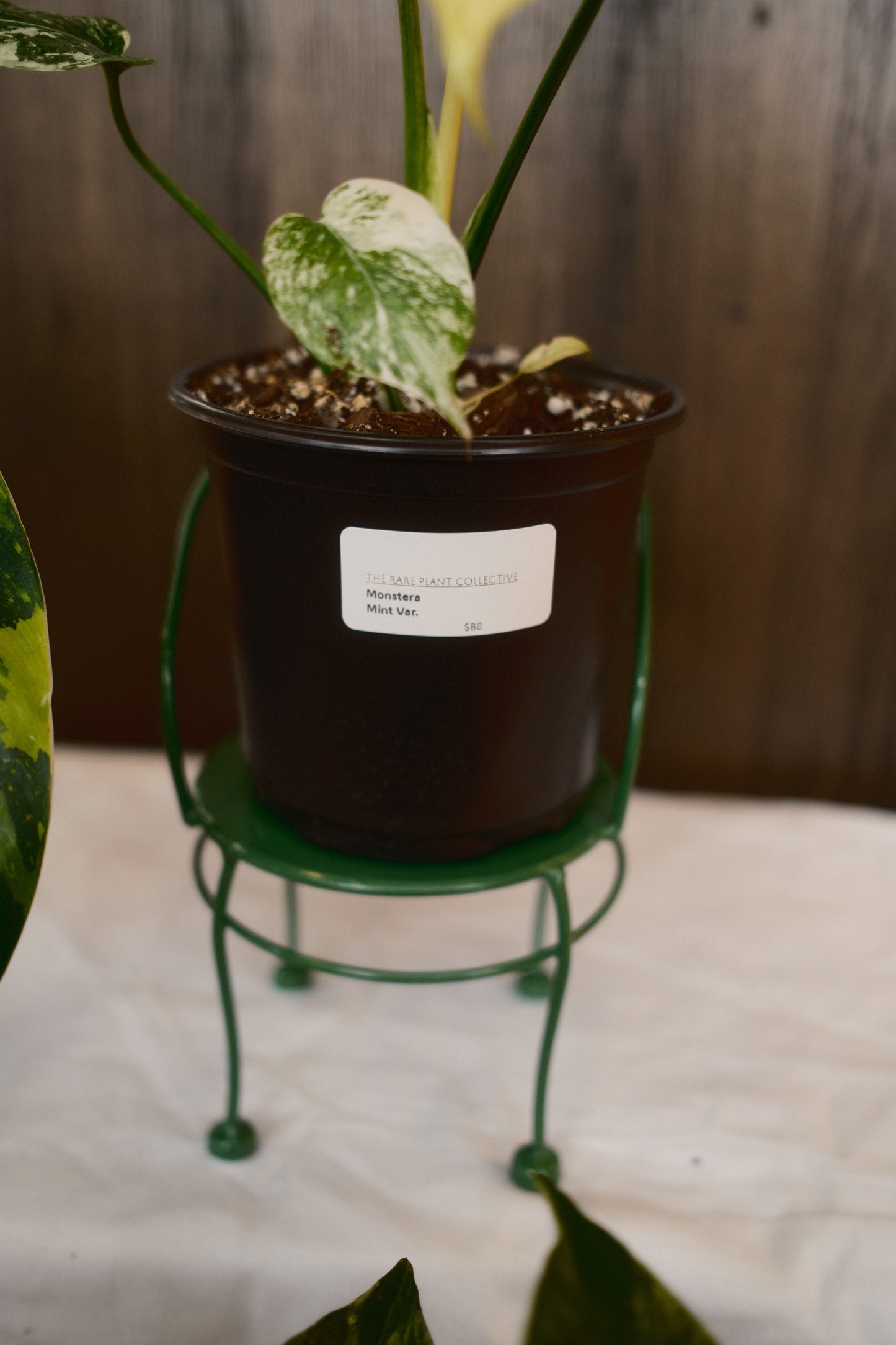 Monstera Mint Variegated