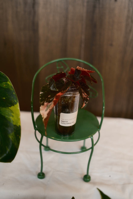 Begonia Ginny Galaxy Variegated