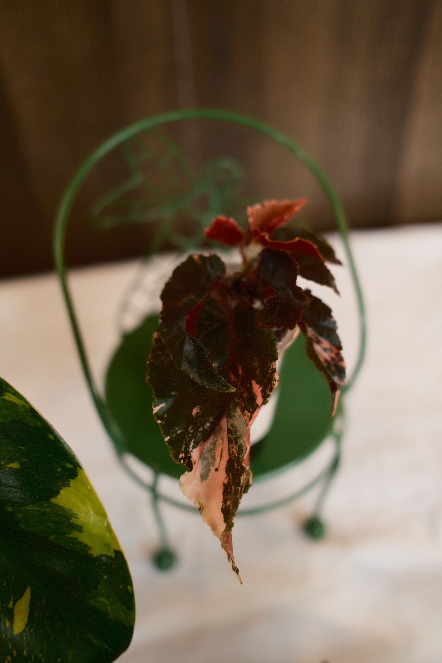 Begonia Ginny Galaxy Variegated