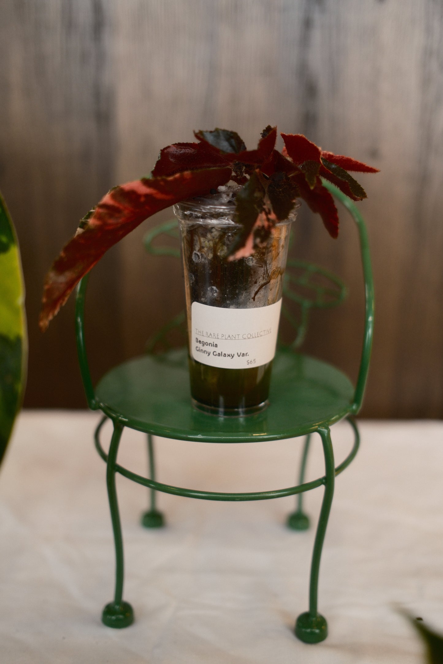 Begonia Ginny Galaxy Variegated