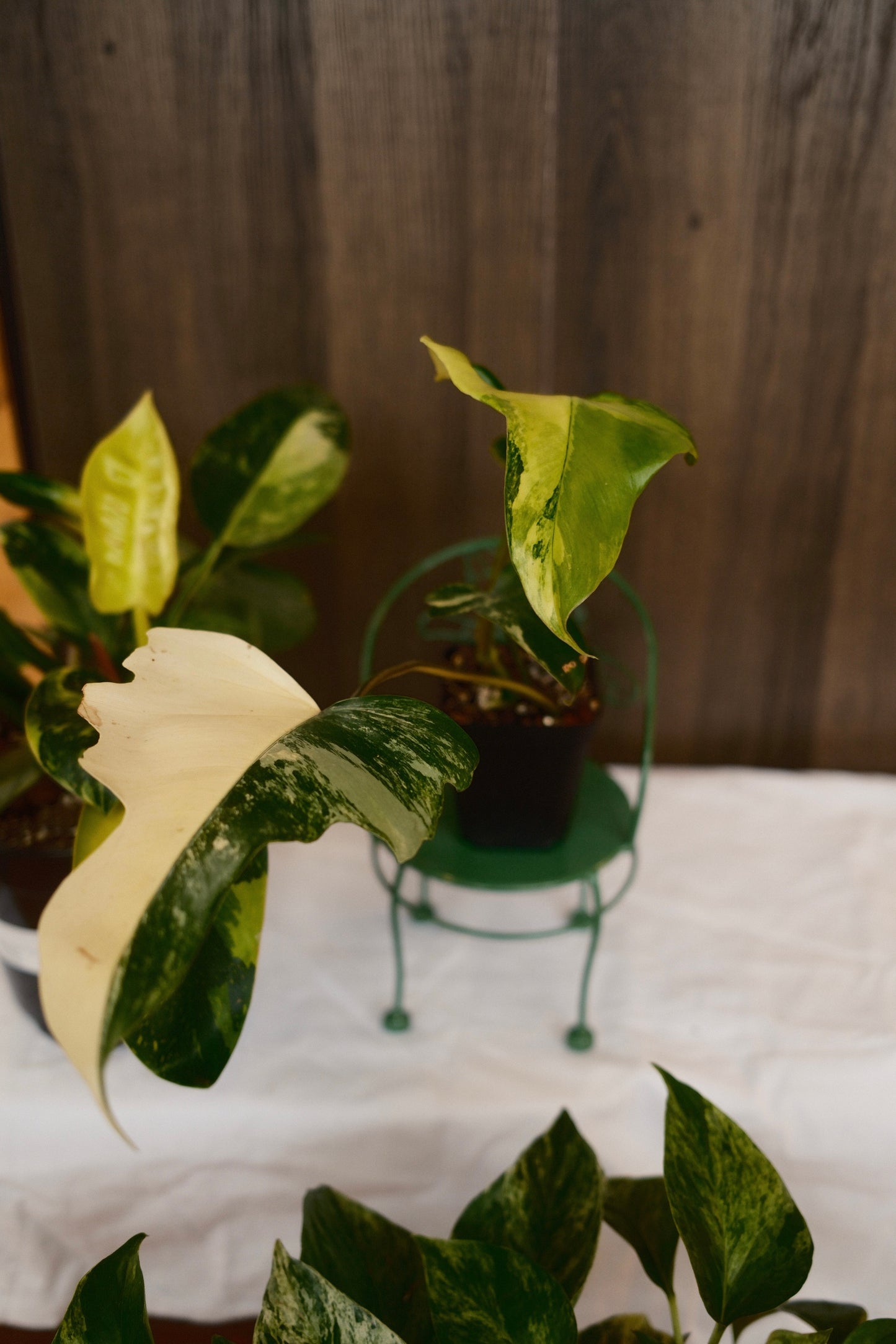 Philodendron Florida Beauty x Mayoi