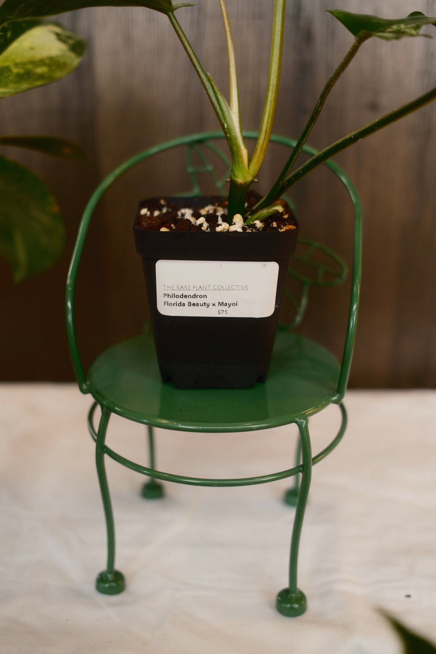 Philodendron Florida Beauty x Mayoi