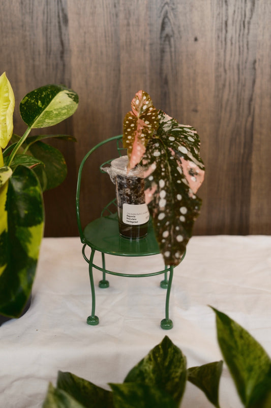 Begonia Maculata Variegated