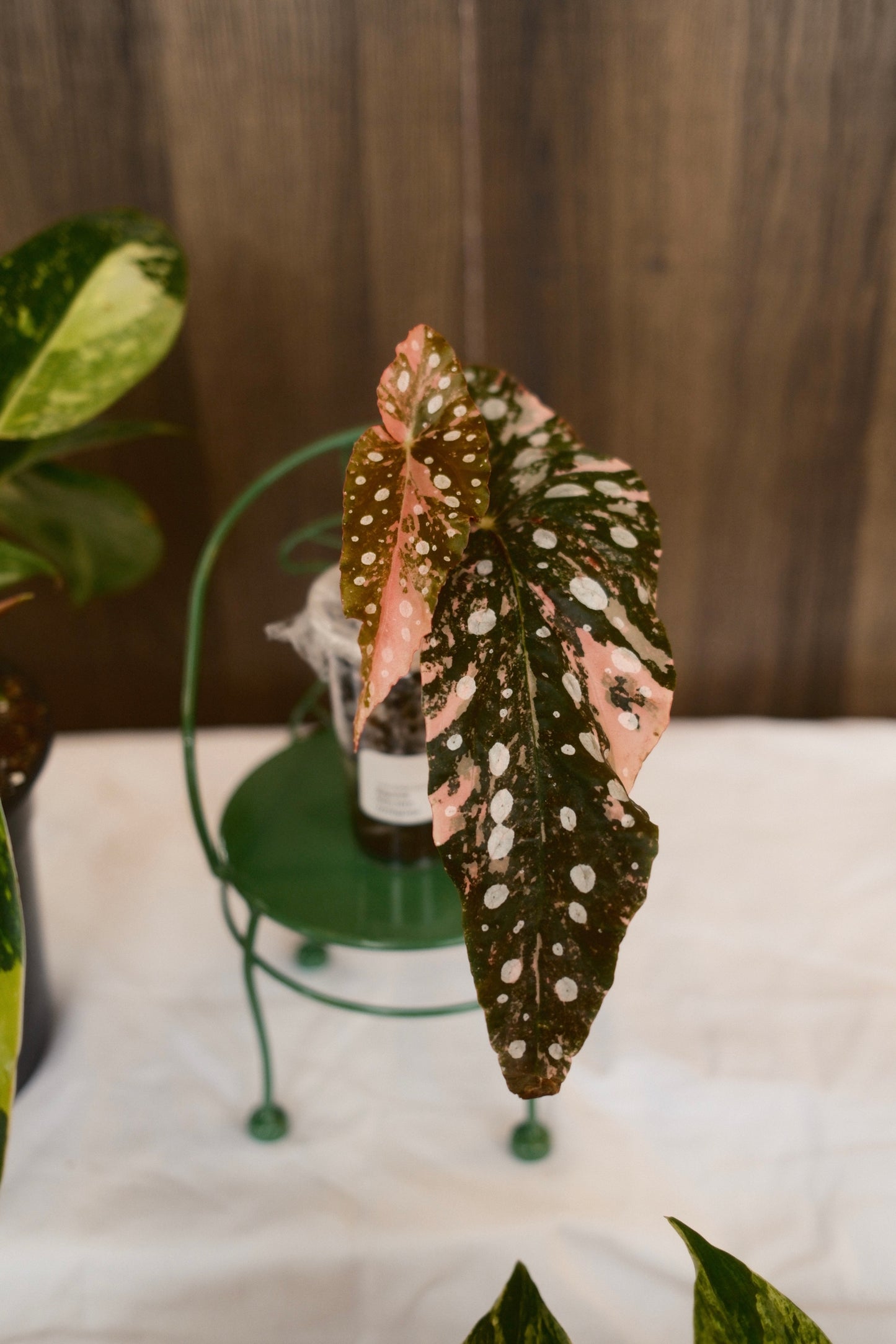 Begonia Maculata Variegated