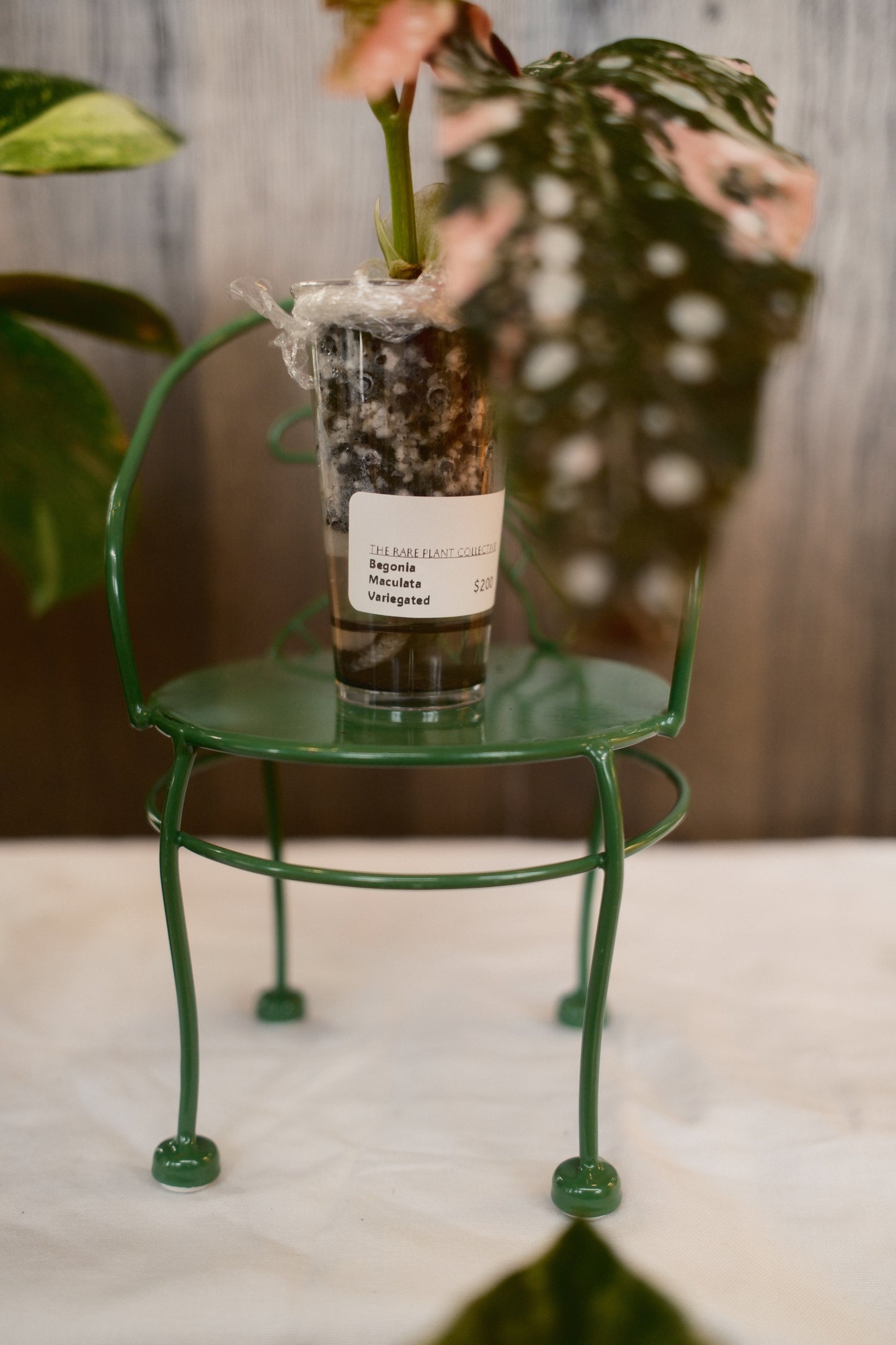 Begonia Maculata Variegated