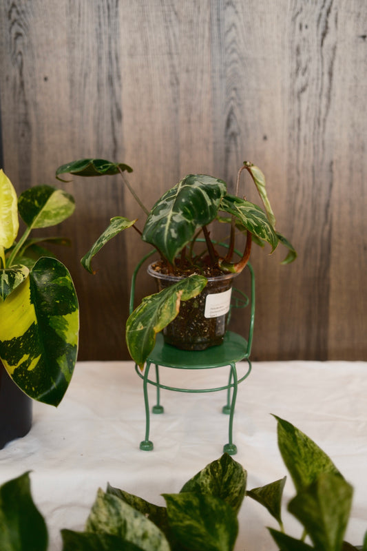 Phildendron Gloriosum Snow Leopard Variegated Type 3