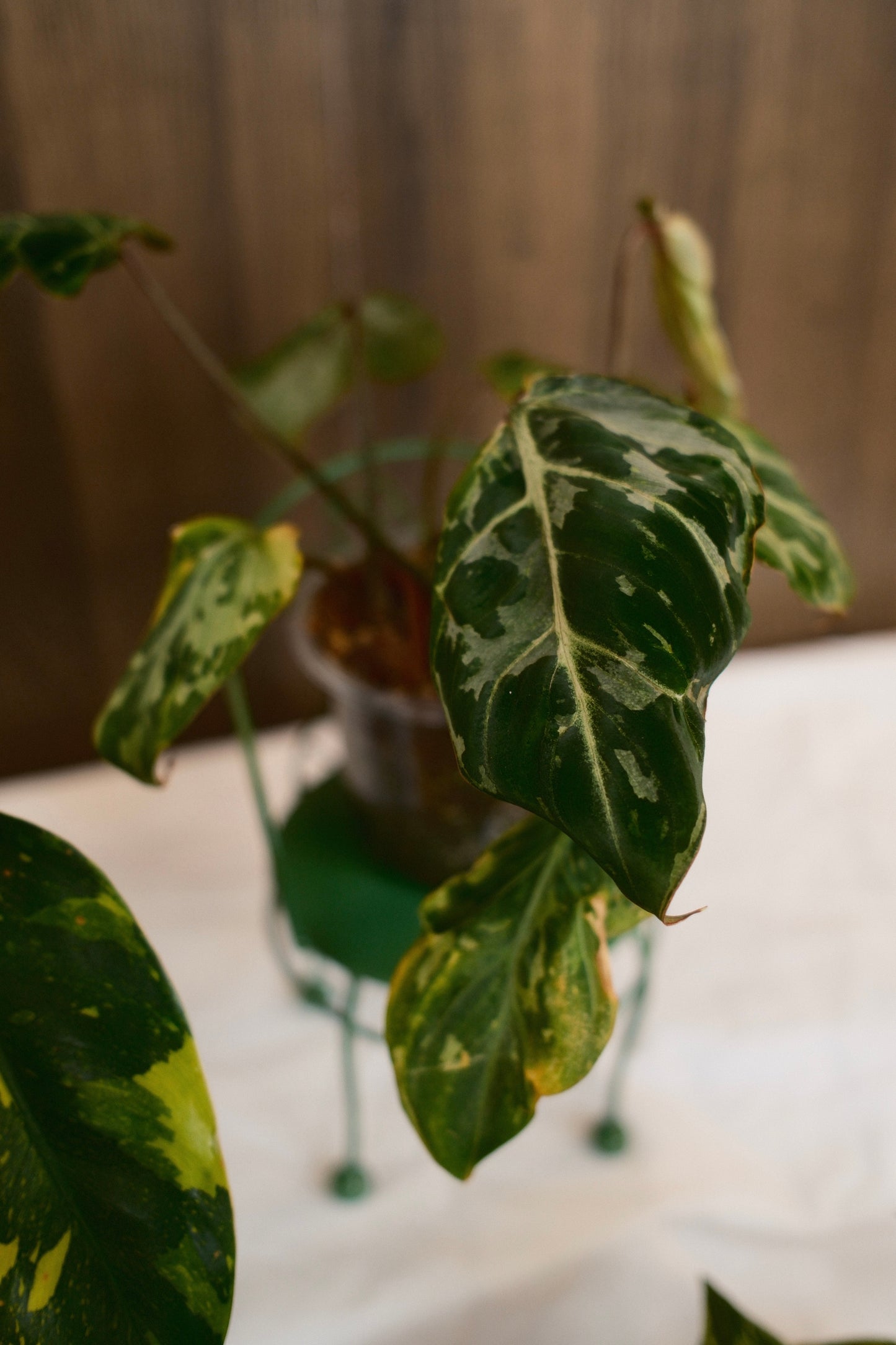 Phildendron Gloriosum Snow Leopard Variegated Type 3
