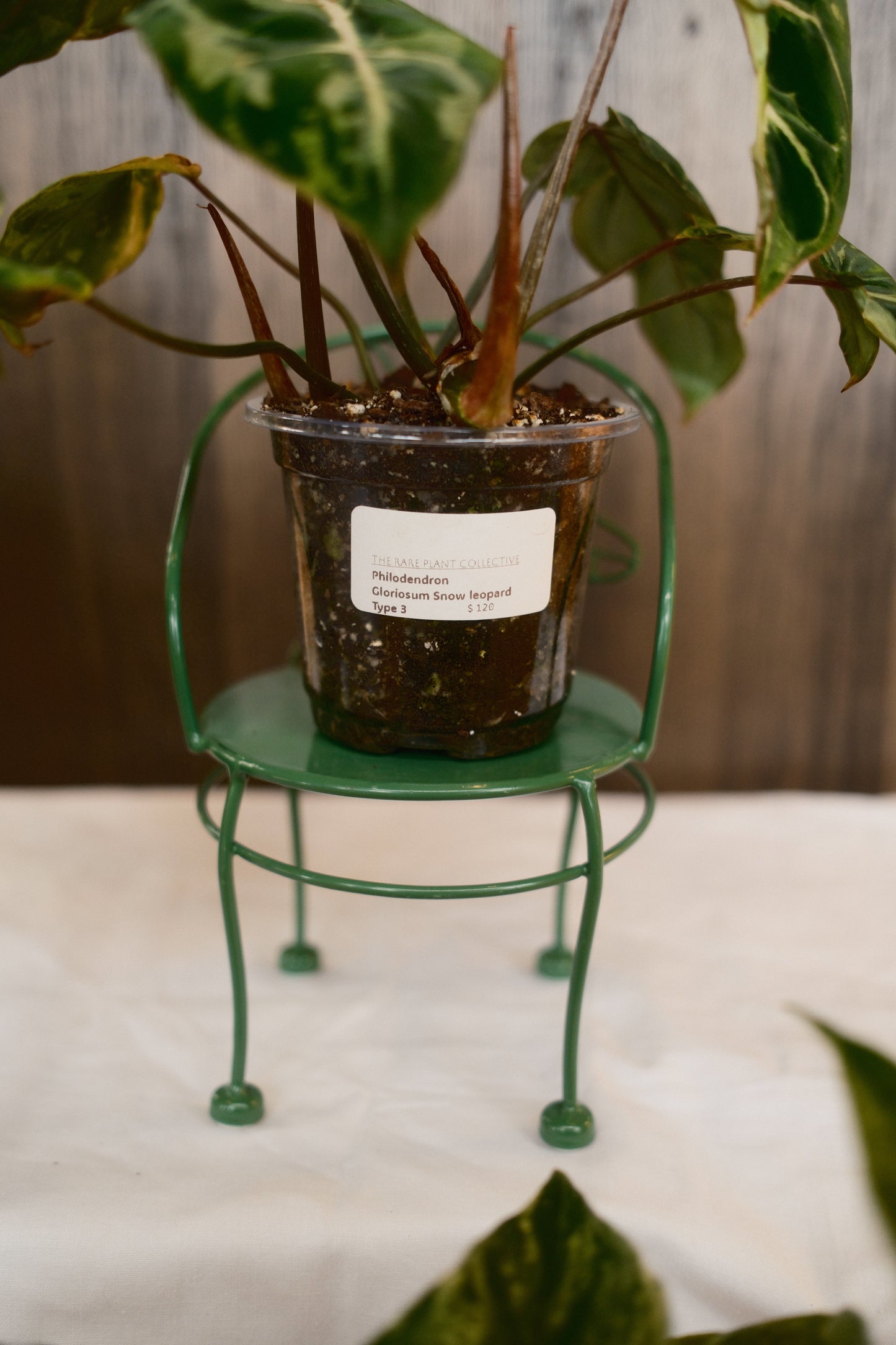 Phildendron Gloriosum Snow Leopard Variegated Type 3