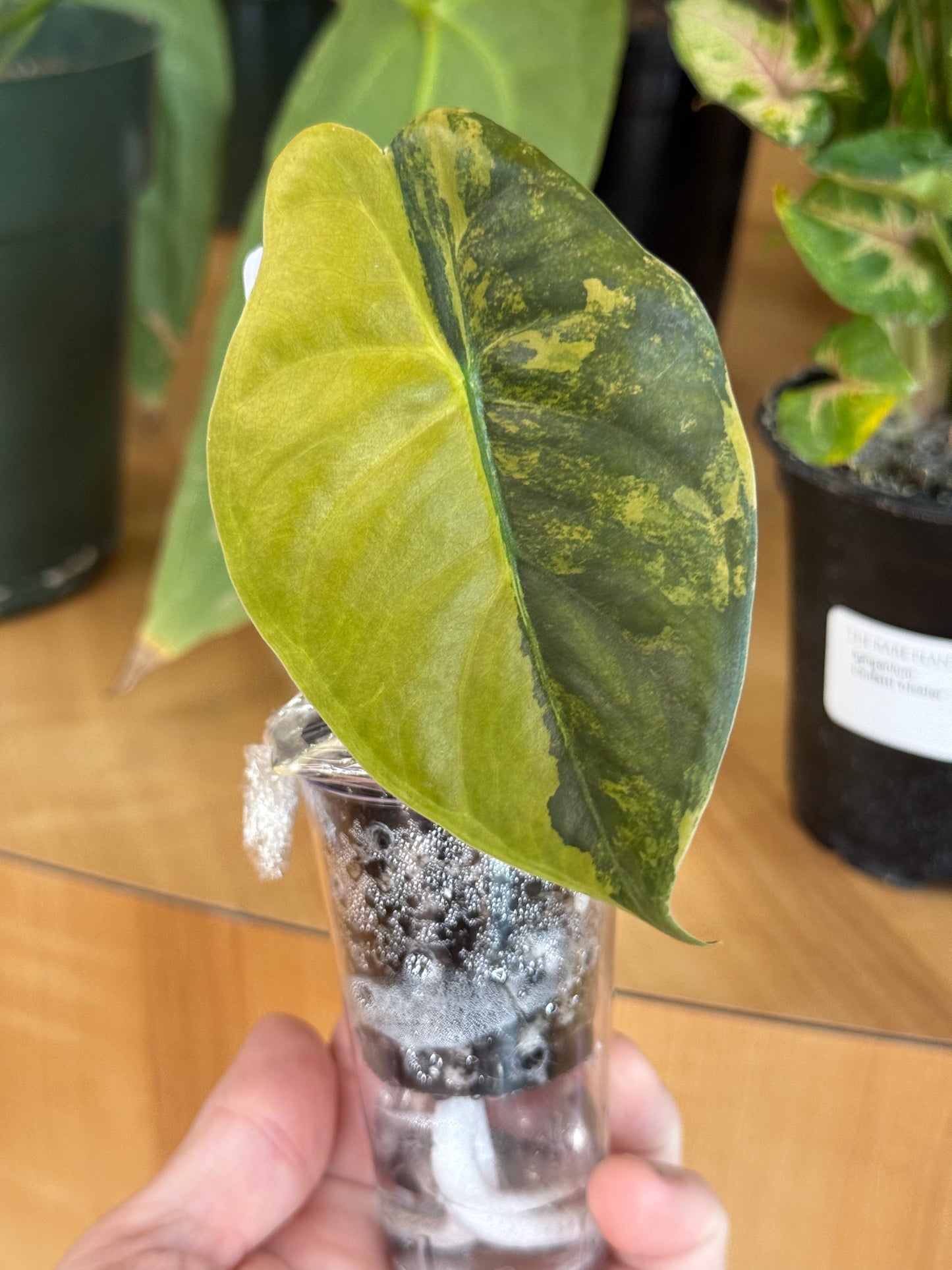 Alocasia Golden Bone Aurea