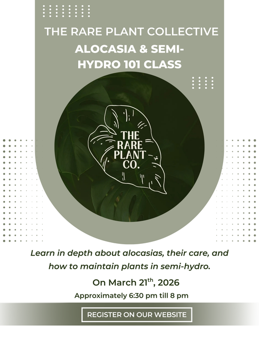 SundayAlocasia and Semi-Hydro 101 class